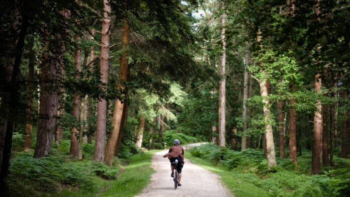201123_njuko and Trees not Tees - New Forest gravel rider