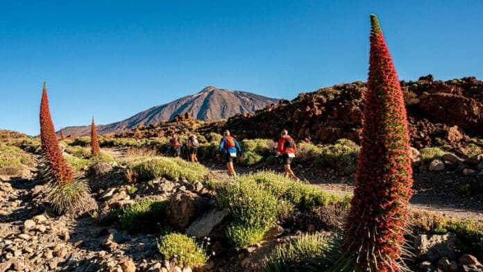 231130_Tenerife Bluetrail by UTMB joins UTMB World Series in 2024