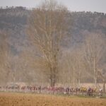 Wild cards announced for Strade Bianche Women Elite and Sanremo Women - image credit RCS Sport