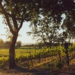 Cal Tri La Crema - image credit La Crema Winery