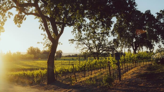 Cal Tri La Crema - image credit La Crema Winery